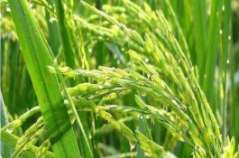 全優(yōu)16水稻栽培技術(shù)要點，3月中下旬至4月上旬播種