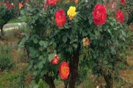 山香木的形態(tài)特征，是常見的小果薔薇