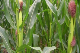 春玉101玉米栽培技術(shù)要點(diǎn)，中抗莖腐病