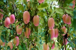 蘋果樹栽種后多久開花結(jié)果，將生長(zhǎng)過長(zhǎng)枝條進(jìn)行短截處理