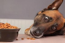 哪些寵物狗比較便宜，一般喂食商品狗飼料