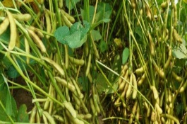浙鮮9號(hào)大豆栽培技術(shù)要點(diǎn)，該品種生育期85天