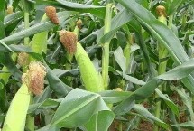 興達(dá)8號(hào)玉米栽培技術(shù)要點(diǎn)，出苗至成熟140天