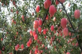提高蘋(píng)果坐果率的方法，可采取套袋、施肥、控制生長(zhǎng)方向等措施