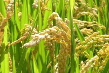 野香優(yōu)華寶占水稻栽培技術(shù)要點(diǎn)，注意防治各種病蟲害