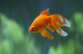 金魚背鰭不立起來怎么辦，分為尾鰭、臀鰭、背鰭、腹鰭、胸鰭這5個