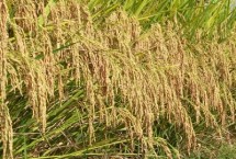 蓮育粘430水稻栽培技術(shù)要點，糯稻品種