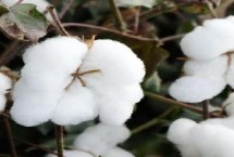 惠遠(yuǎn)1502棉花栽培技術(shù)要點(diǎn)，春播生育期122天
