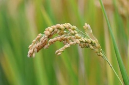 松香粳1018水稻栽培技術(shù)要點(diǎn)，注意防治稻飛虱與稻瘟病