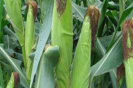 金爆1號(hào)玉米栽培技術(shù)要點(diǎn)，中抗小斑病