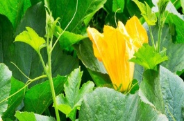 南瓜開花但是不結(jié)果怎么辦，可以適時摘心、疏密處理