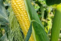 豫單1851玉米栽培技術要點，畝種植密度4500株