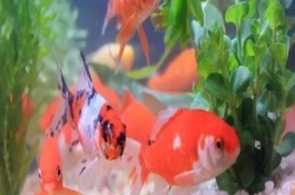 金魚能用自來水養(yǎng)嗎，自來水是軟水適合養(yǎng)魚