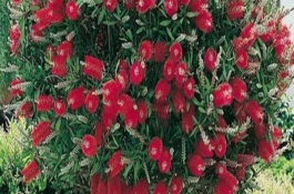 紅千層的養(yǎng)護(hù)方式，紅千層是吉祥花