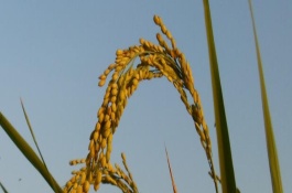 皖稻153水稻栽培技術(shù)要點(diǎn)，該品種屬遲熟秈型中稻