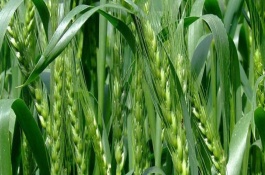 京花11號小麥栽培技術(shù)要點，一般每畝20公斤二銨