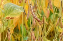 農(nóng)菁豆4號大豆栽培技術要點，生育期間及時鏟趟