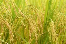 北稻10水稻栽培技術(shù)要點(diǎn)，該品種主莖11片葉