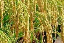 上師大19號水稻栽培技術(shù)要點(diǎn)，全生育期160.9天