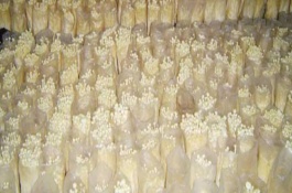 金針菇大棚一年出菇幾次，菌袋適合放置在20-25℃培育室內(nèi)