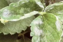 草莓白粉病如何預防，發(fā)病后可噴施醚菌酯等藥劑