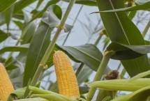 亙玉228玉米栽培技術(shù)要點(diǎn)，生育期132.7天