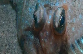 比目魚(yú)又叫什么魚(yú)，又被叫做鰈魚(yú)、偏口魚(yú)等