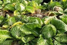 大白菜秋季如何管理，不同病害的防治方法不同