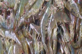 對蝦斷須是什么原因，主要原因是有弧菌感染