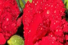 康乃馨水養(yǎng)能養(yǎng)多久，適合贈送給母親或師長