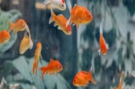 金魚為什么會相互攻擊，一般不會互相攻擊
