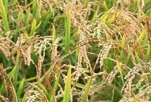 育龍60水稻栽培技術(shù)要點(diǎn)，該品種主莖11片葉