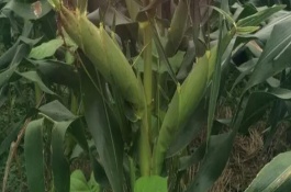 鑫鑫2號(hào)玉米栽培技術(shù)要點(diǎn)，選擇中等以上肥力地塊種植
