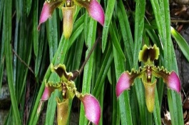 帶葉兜蘭的花期，花期在春季4-5月之間