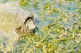 水魚養(yǎng)殖方法與技術(shù)，可喂食蛤蜊、小蝦、蝌蚪等