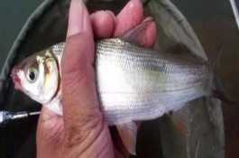 釣鲴魚(yú)的經(jīng)典配方，喜歡腥味、麩香和酒香的餌料