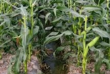嘉玉368玉米栽培技術(shù)要點(diǎn)，適宜密度為每畝5000株左右