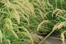 五優(yōu)11水稻栽培技術(shù)要點，全生育期118.2天
