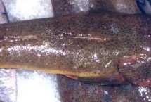 為何說潮汕人最懂吃鲬魚，一斤需要3-6元左右