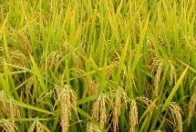 海豐黑稻3號水稻栽培技術(shù)要點(diǎn)，注意防治各種病蟲害