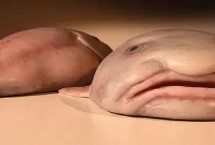 水滴魚(yú)的保護(hù)措施，本身并不適合食用