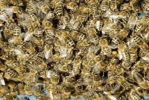冬季蜂群失王的后果，失王后蜂群依然會(huì)結(jié)團(tuán)越冬