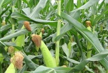 禾平601玉米栽培技術(shù)要點，4月20日后播種