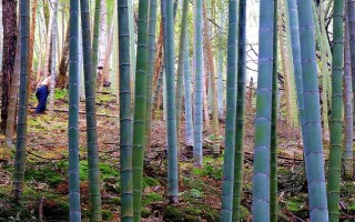 北方的大型竹子有哪些，常見的有毛竹、紫竹、金鑲玉竹等