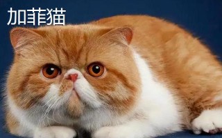 梁老財(cái)是什么貓，是一只加菲貓