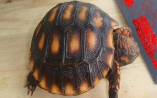 紅腿陸龜簡介，是現(xiàn)存最古老的爬行動物之一