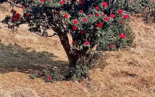 馬纓花有什么特點，花朵多數(shù)生長在樹枝頂部