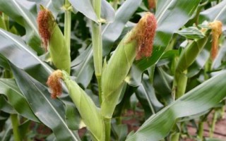 豐華17玉米種子特點，4月下旬至5月上旬播種