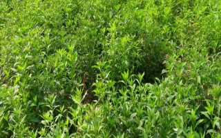 白術(shù)種子的種植方法，播種時間為3月下旬至4月上旬