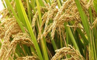 花優(yōu)706水稻品種的特性，綜合防治病蟲害
